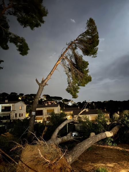 Árbol torcido y árbol caído por el temporal en Premià de Dalt.