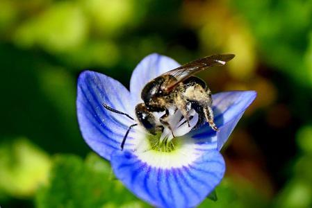 Abeja del sudor, en un jardín de Vilobí d'Onyar.