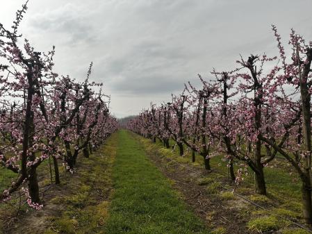 La floración ya deslumbra en Aitona.