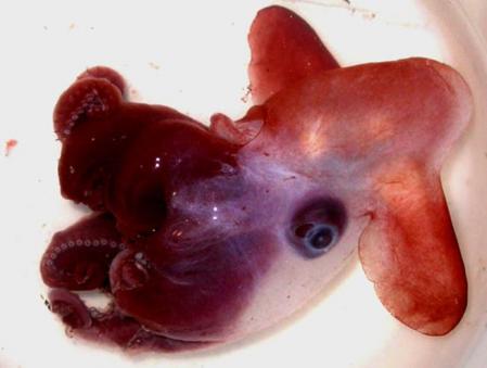 'Cirrothauma magna', es el pulpo Dumbo que pesa 6kg. Su nombre hace referencia a sus aletas en forma de oreja. Habita en profundidades entre 1.000 y 4.000m, en la Dorsal central del Atlántico