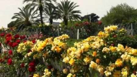 Detalle de los rosales del Parc Cervantes de Barcelona