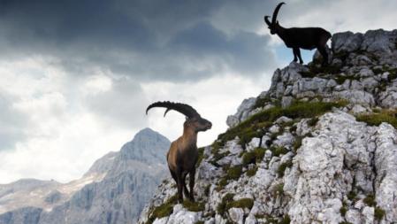 Dos ejemplares de cabra montés en el Parque Nacional de Triglav, en el norte de Eslovenia