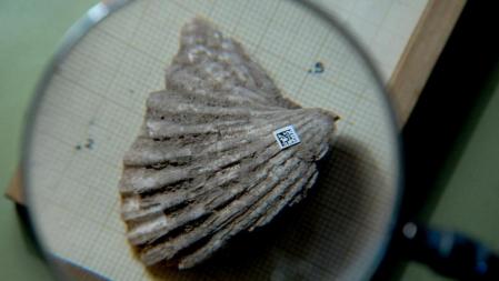 Sobre nuestros ancestros locales. El Centre de Estudis del Patrimoni Arqueològic de la UAB ha puesto en marcha un sistema de divulgación que pone no sólo el yacimiento al alcance de los visitantes sino el propio trabajo de excavación, a modo de work in progress. Arriba y a la izquierda, un equipo trabaja en el yacimiento leridano de la Cova Gran. A la derecha, restos clasificados por códigos QR. Sólo hay cinco yacimientos así en Europa, pero excavados a pico y pala hace cincuenta años