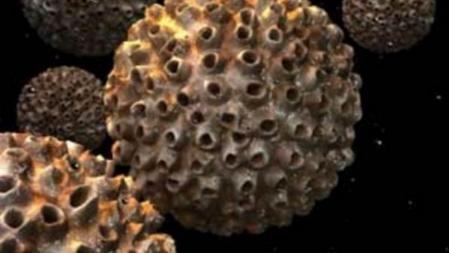 Virus del papiloma humano