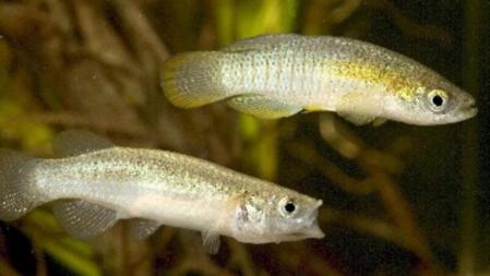 Ejemplares de samaruc