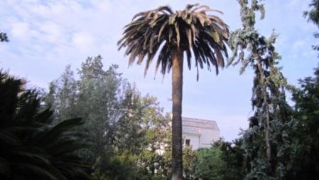 Palmera afectada por el escarabajo picudo en la Casa Alegre de Terrassa