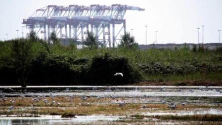 Infraestructuras como las del muelle de El Prat han perjudicado al río