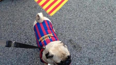 He ido a la rúa con mi perro Ramón. ¡Creo que le ha gustado mucho el sarao!