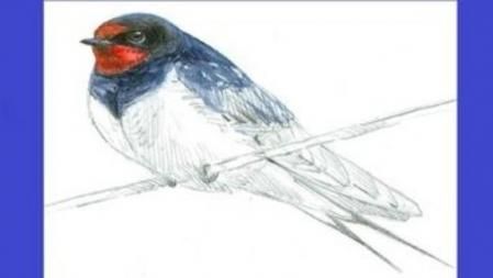 Golondrina común, designada Ave del Año por la sociedad científica y conservacionista SEO/BirdLife,