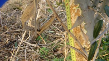 Olivo atacado por los conejos en la comarca de les Garrigues