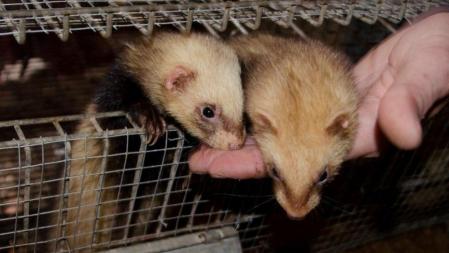 Hurones criados para la caza del conejo