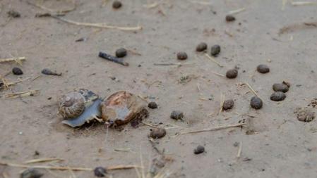 Excrementos y rastros de conejo en una finca de les Garrigues