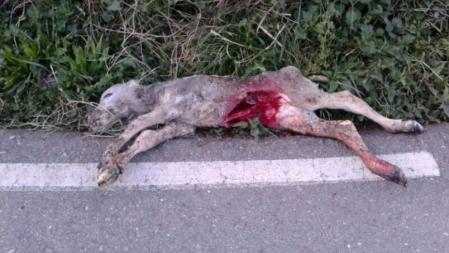 Un animal muerto atacado por fauna salvaje en el Pallars Sobirà