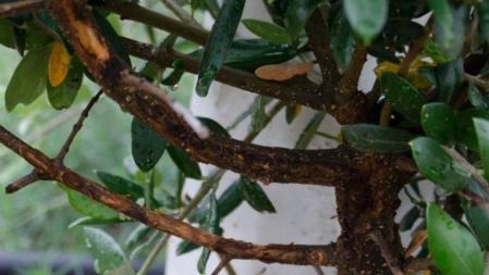 Olivo levemente afectado por el efecto del conejo