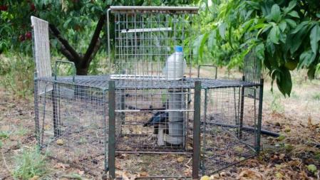 Jaula ubicada en un campo de frutales para ahuyentar a las urracas