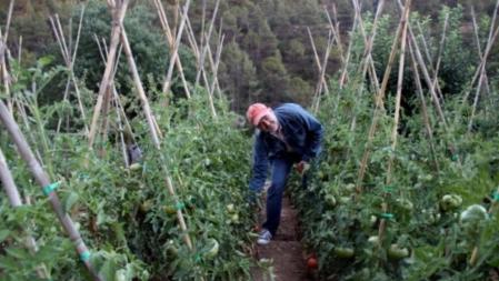 El director de la Fundació Alícia, Toni Massanés, en los huertos de Sant Benet