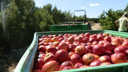 Recogida de fruta dulce en Alcarràs