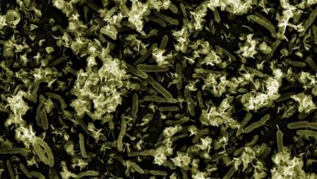 Biofilm formado por bacterias Geobacter, captadoras de contaminación por uranio
