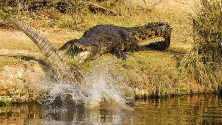 Cocodrilos en el parque nacional Kruger