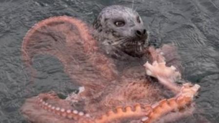 Foca común devorando un ejemplar de pulpo gigante en el puerto de Victoria (Canadá)