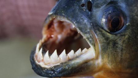 Las pirañas, los animales con la mordida más fuerte con relación a su peso y su tamaño