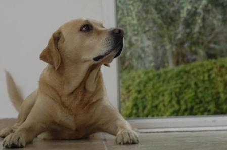 Es importante de vacunar a los perros contra la leishmaniosis