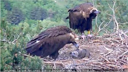 Nido de buitre negro en el Valle de Lozoya, Parque Nacional de la Sierra de Guadarrama