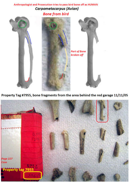 Entre los restos óseos de la prueba número 7955 se encuentra el carpometacarpo -o sea, el ala- de un ave