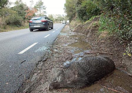 Imagen de archivo de un jabalí atropellado en la carretera BV 1472, de Sant Cugat a Vallvidrera&nbsp;