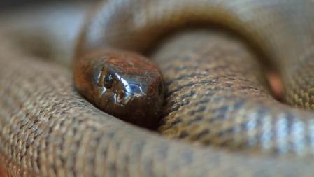 Las mordeduras de este reptil causan más de 100.000 muertes al año