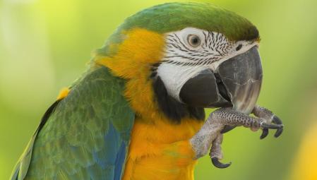 Imagen de un loro
