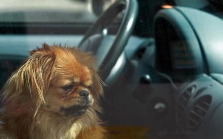 Con el calor del verano, es muy peligrosos dejar un animal encerrado dentro de un coche sin ventilación