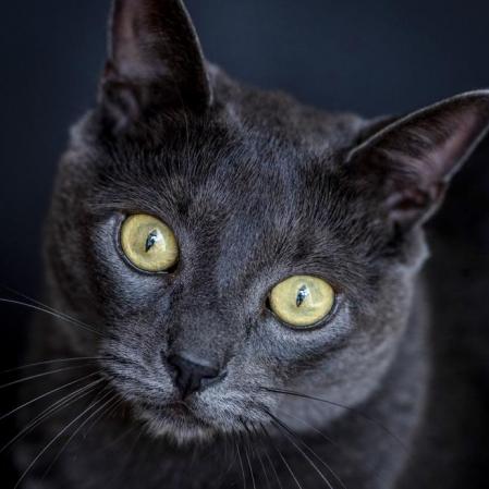 26 - 07 - 2018 / Barcelona / Gatos para el suplemento culturas / foto: Llibert Teixido - Grey - Gato ruso azul