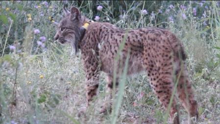 Litio, el lince localizado en Santa Coloma de Cervelló, en 2018&nbsp;