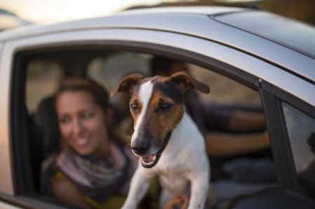El perro nunca debe ir suelto en el coche, debe viajar atado adecuadamente