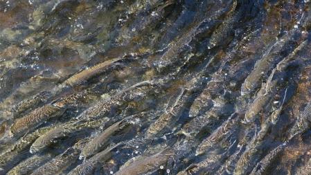 Los salmones de piscifactoría no presentan anisakis