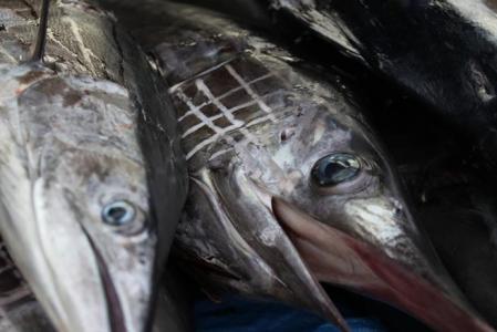 El mercurio es otro metal pesado que se bioacumula en el pez espada
