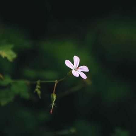 Detalles del paisaje de la Selva de Irati (Navarra).