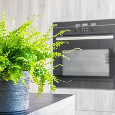 Selective focus of green Nephrolepis Boston fern plant (also called Tiger Fern), placed in grey textured pot in modern kitchen with black electric oven blurred in background. Selective focus on the plant placed on the kitchen island for decor and freshness in the middle of the domestic room. Square composition photography.