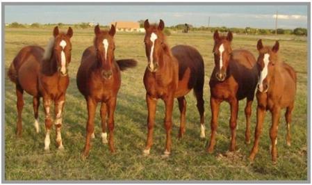 Caballos criados por un proceso de clonación