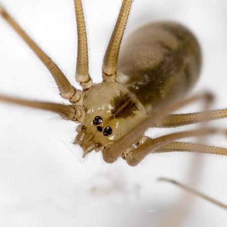La 'Pholcus phalangioides' es una araña inofensiva para los humanos y puede ser considerada beneficiosa porque se alimenta de insectos y otros arácnicos molestos