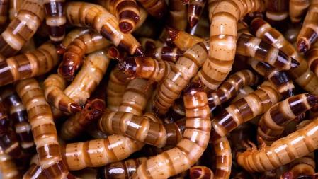 Gusano de la harina (Tenebrio molitor)