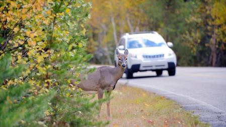 Colisionar con un animal es un tipo de accidente que puede tener consecuencias desastrosas&nbsp;