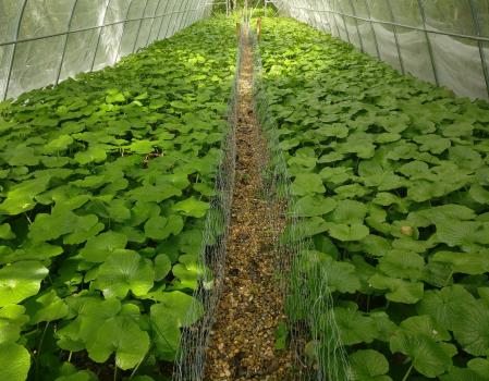 Plantación de wasabi