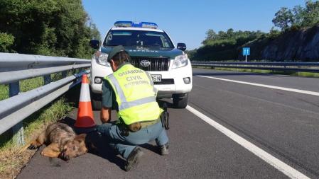 Imagen de archivo de un animal atropellado en una carretera de la provincia de Ourense&nbsp;