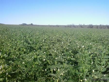 Cultivos de garbanzo