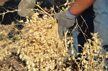 Cosechando el garbanzo