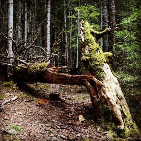 Excursión a la Cola de Caballo en el Parque Nacional de Ordesa y Monte Perdido.