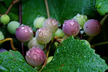 Uvas con gotas de lluvia