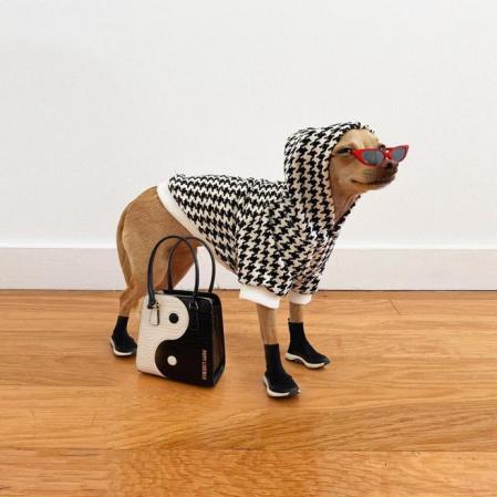 Bobbie Billie, el perro que causa sensación en Instagram